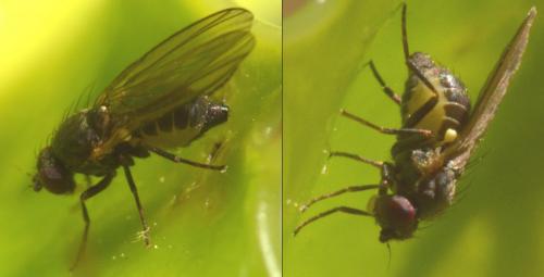 Réf. 230 475 : Phytomyza ilicis